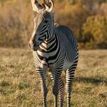 The Wilds Safari Experience