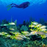 SeaPro Divers