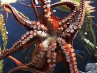 Seattle Aquarium