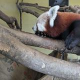 Knoxville Zoo