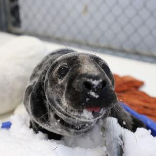 Our Favorite Charities- Marine Mammals of Maine