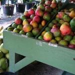 The Mango Factory
