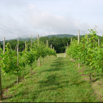 Haunting Whisper Vineyard & Spirits