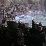 Sea Lion Caves