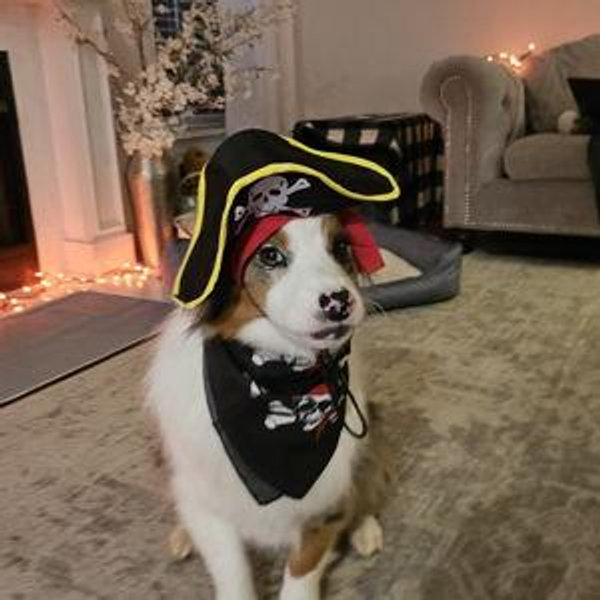 Our Pet Toy Fund
