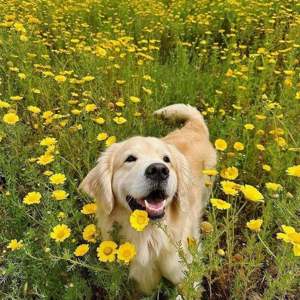 Golden Retriever Fund