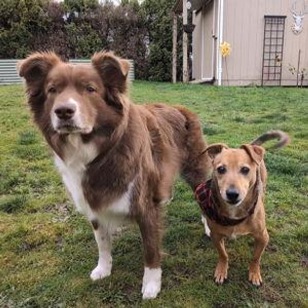 Pet Fund