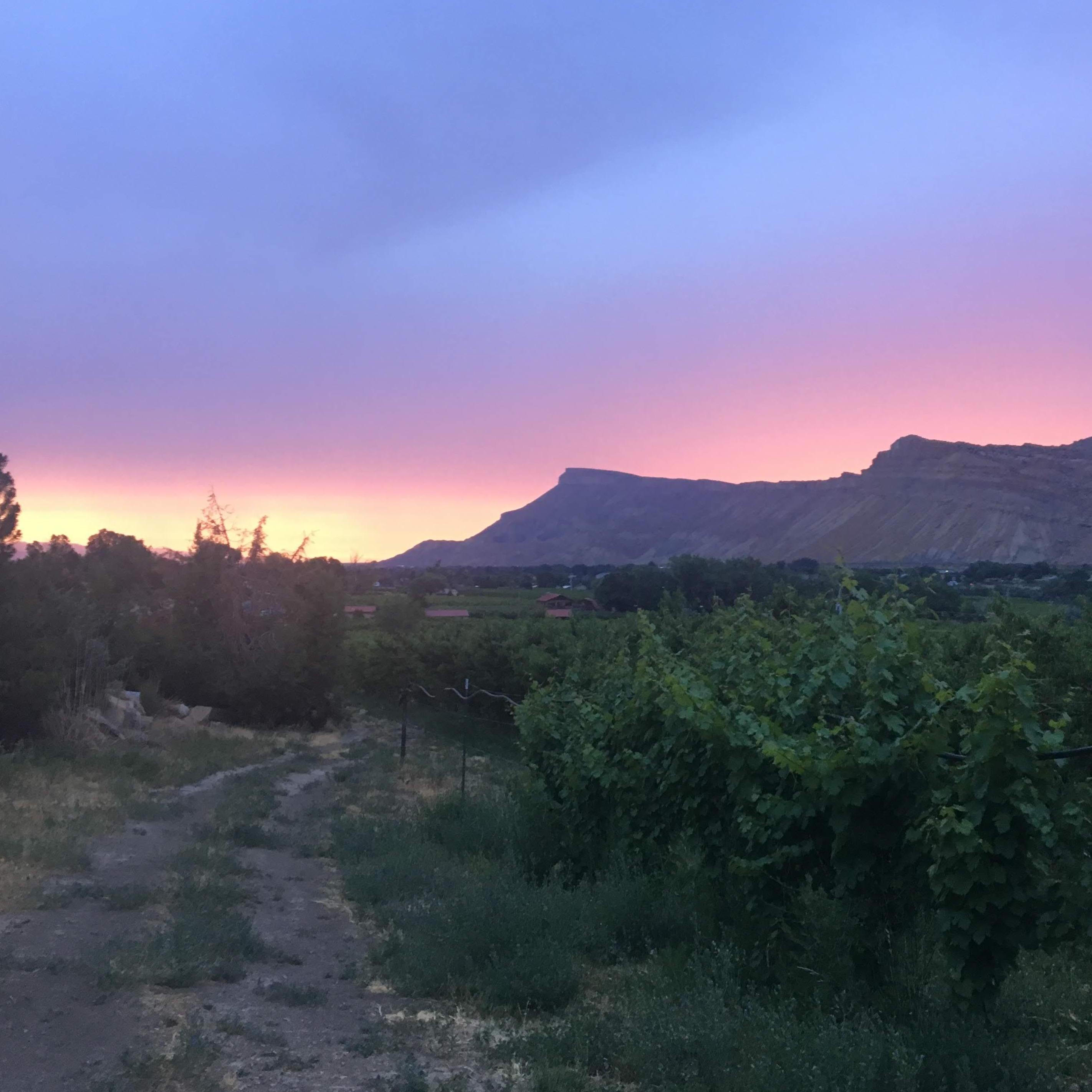 Palisade Summer