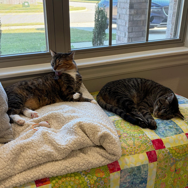 Treats & Toys fund