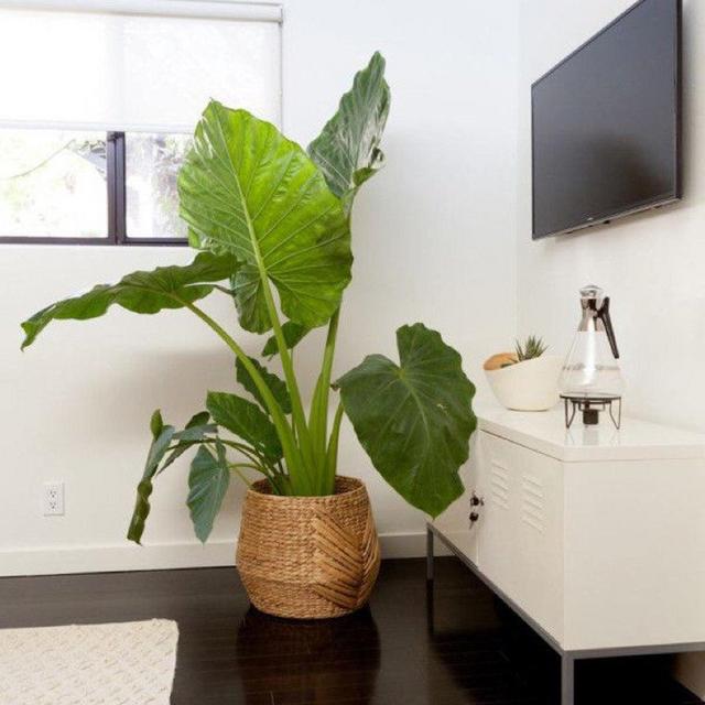 Alocasia green large gift idea...