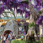 Bellagio Conservatory & Botanical Gardens