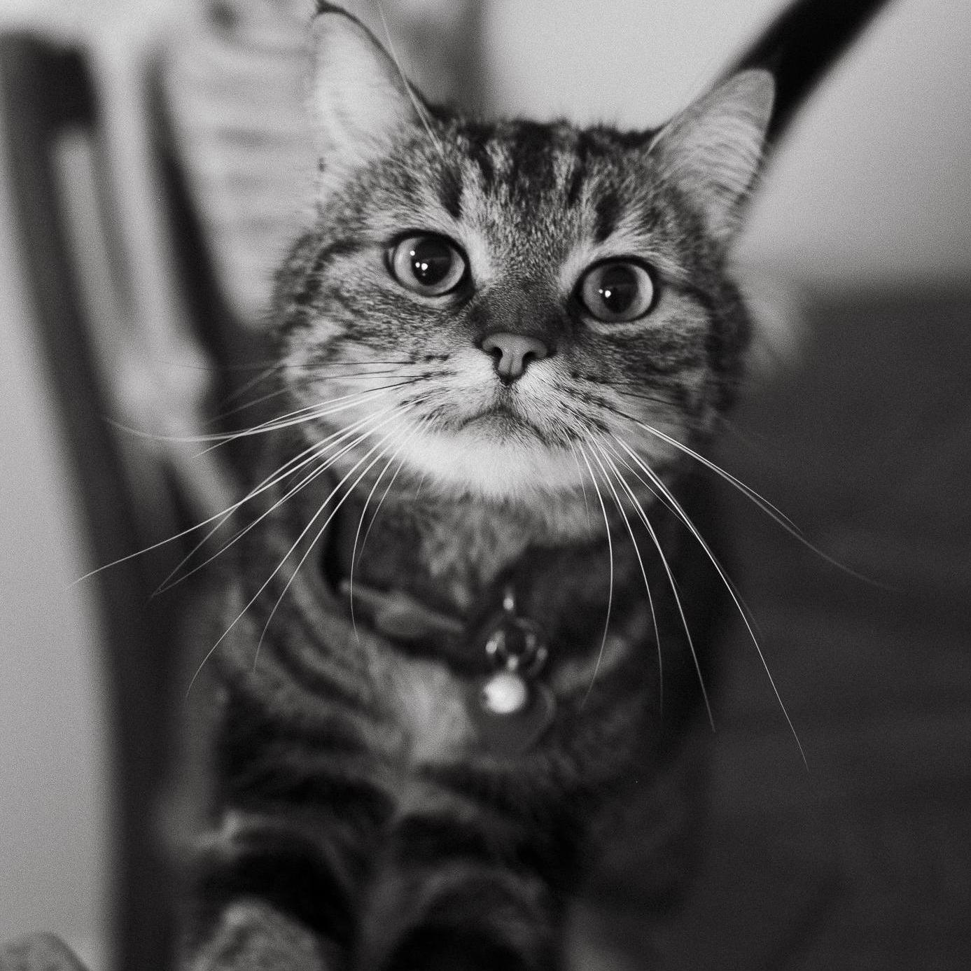This is Clarice, also known as Rufus Kornblum. She is our little engineer. She has never met a challenge she can't overcome.