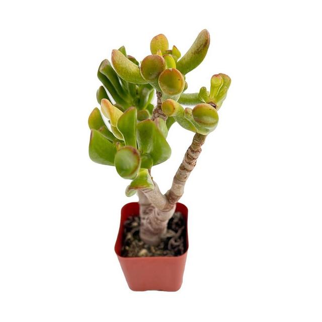 Crassula Shrek's Ear, Rare Cute Succulent Jade Plant Fully Rooted in 2" Pot