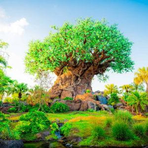 Snacks at Animal Kingdom