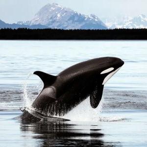 Whale Watching off Reykjavik
