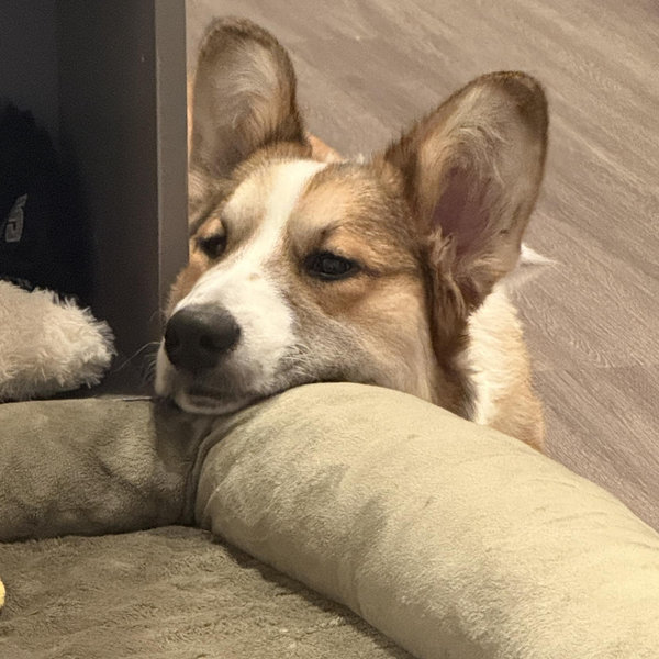 Pet Sitter For Our Honeymoon