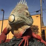 Red Iguana