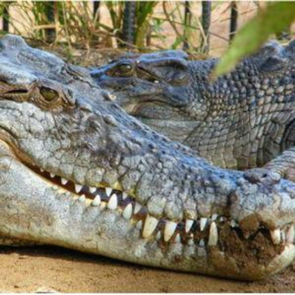 Crocodile Safari