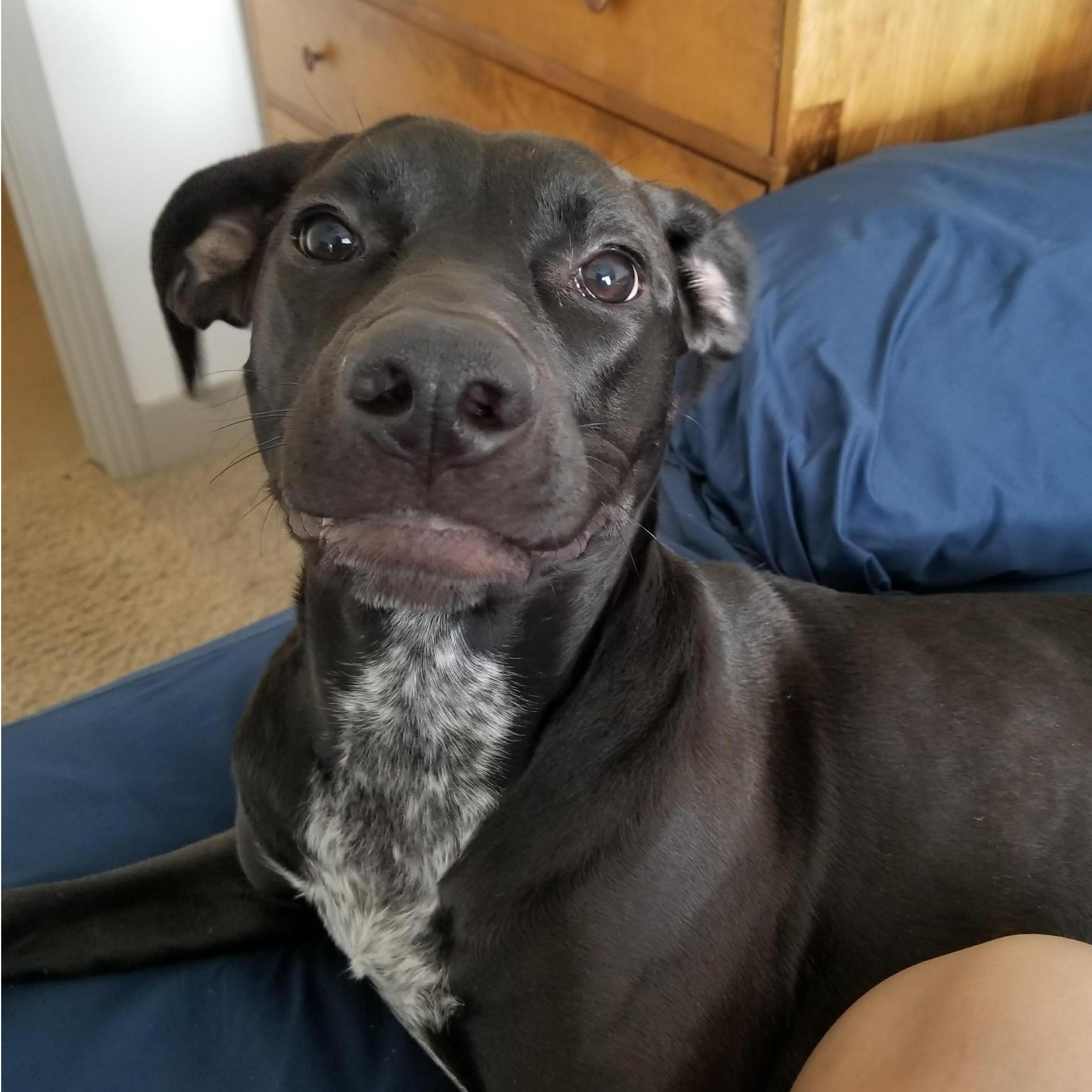 Our fur baby