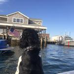 Beal's Lobster Pier