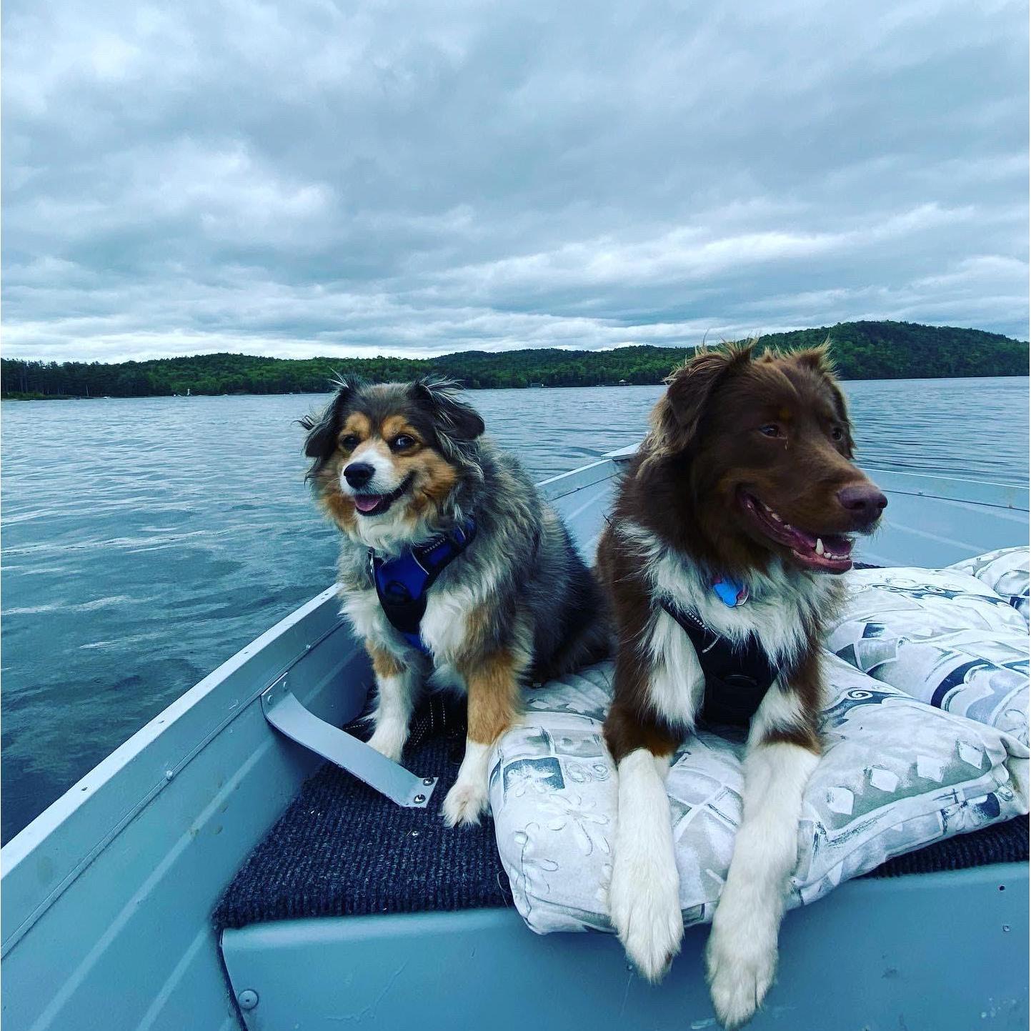 Our dogs Jemma and Remington.♥