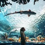 Ripley's Aquarium of Canada