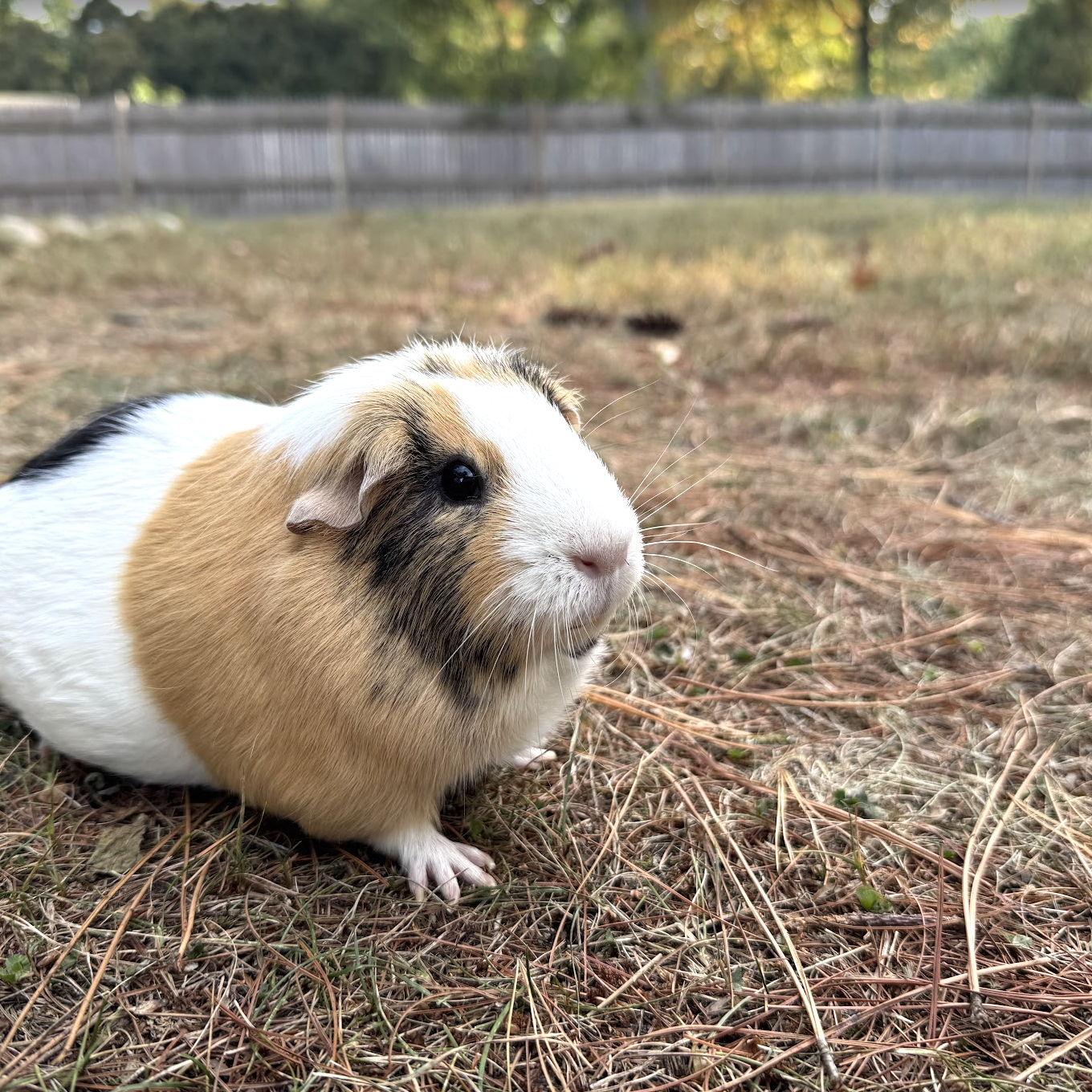 Our guinea pig, Peanut, loves the yard too!