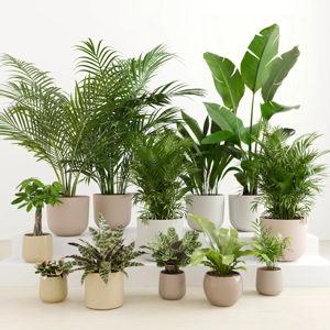 House Decor & Plants