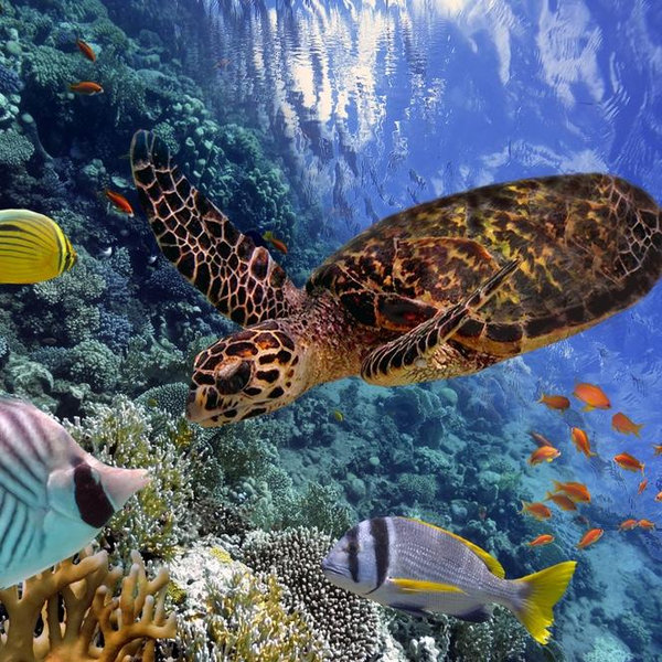 Snorkeling For Two