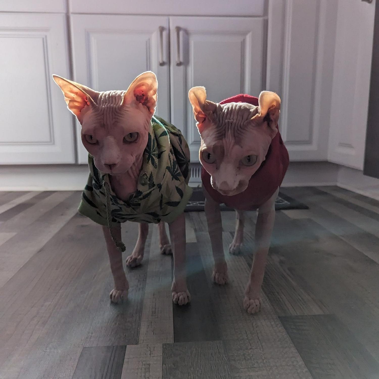 Our sweet boys Mr. Bean and Porkchop.