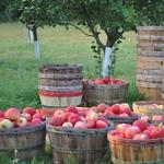 Honey Hill Orchard