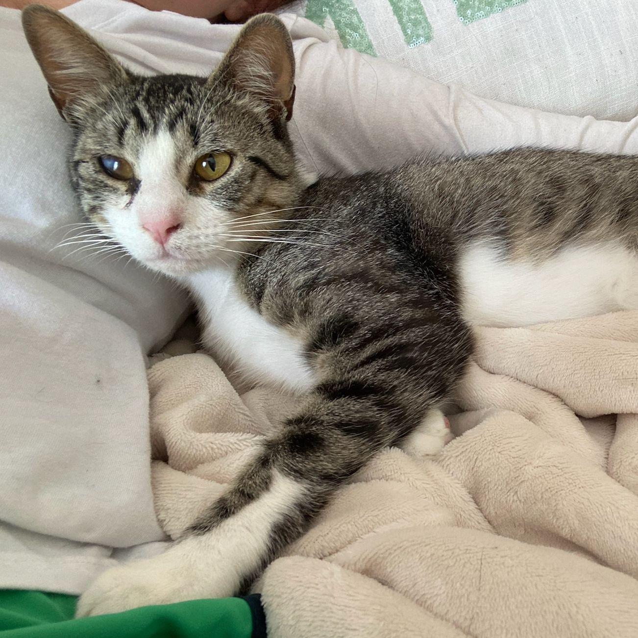 Blindy was an outside feral that Peyton started feeding when he was a kitten... One day Peyton woke up after a night shift and Chris had brought him in the house.