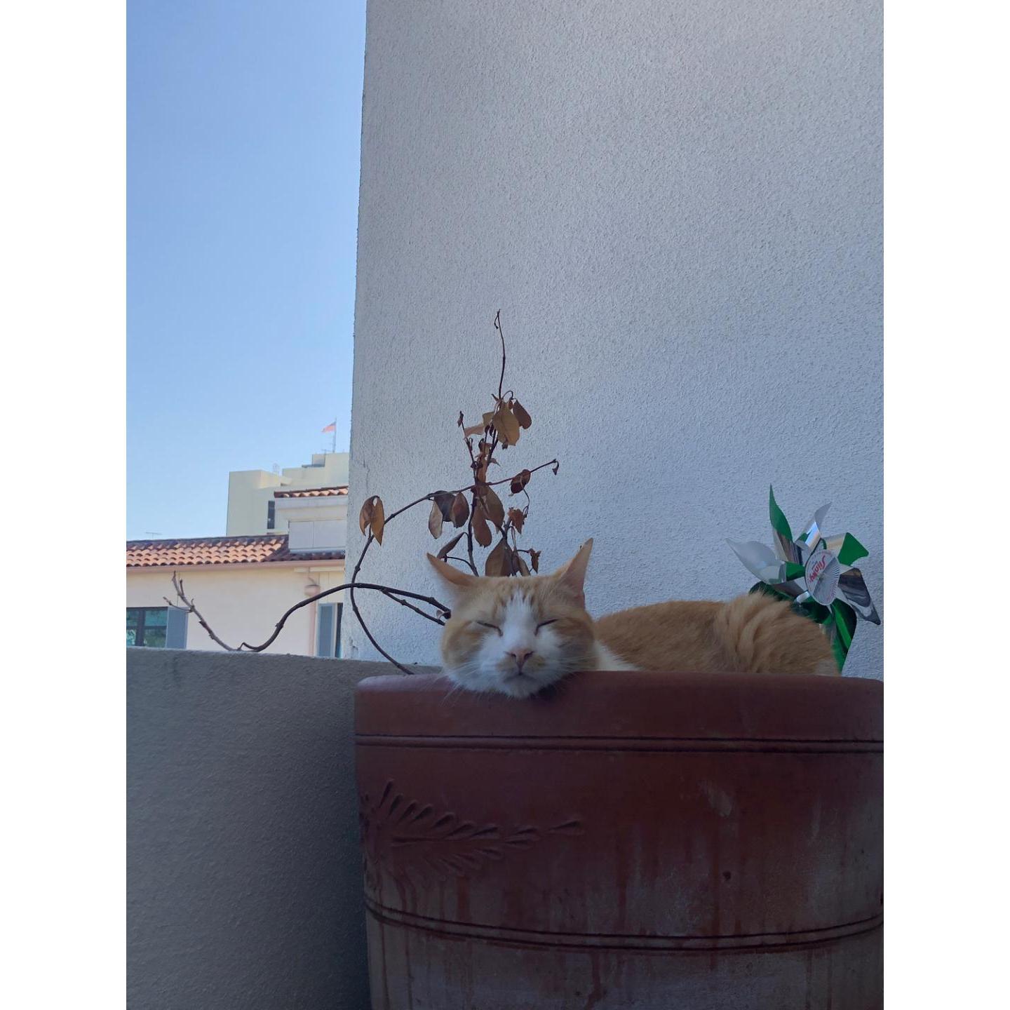 Garden Snooze.