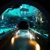 Loveland Living Planet Aquarium