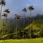Valle del Cocora