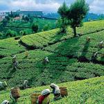 Tea Gardens