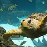 The Florida Aquarium