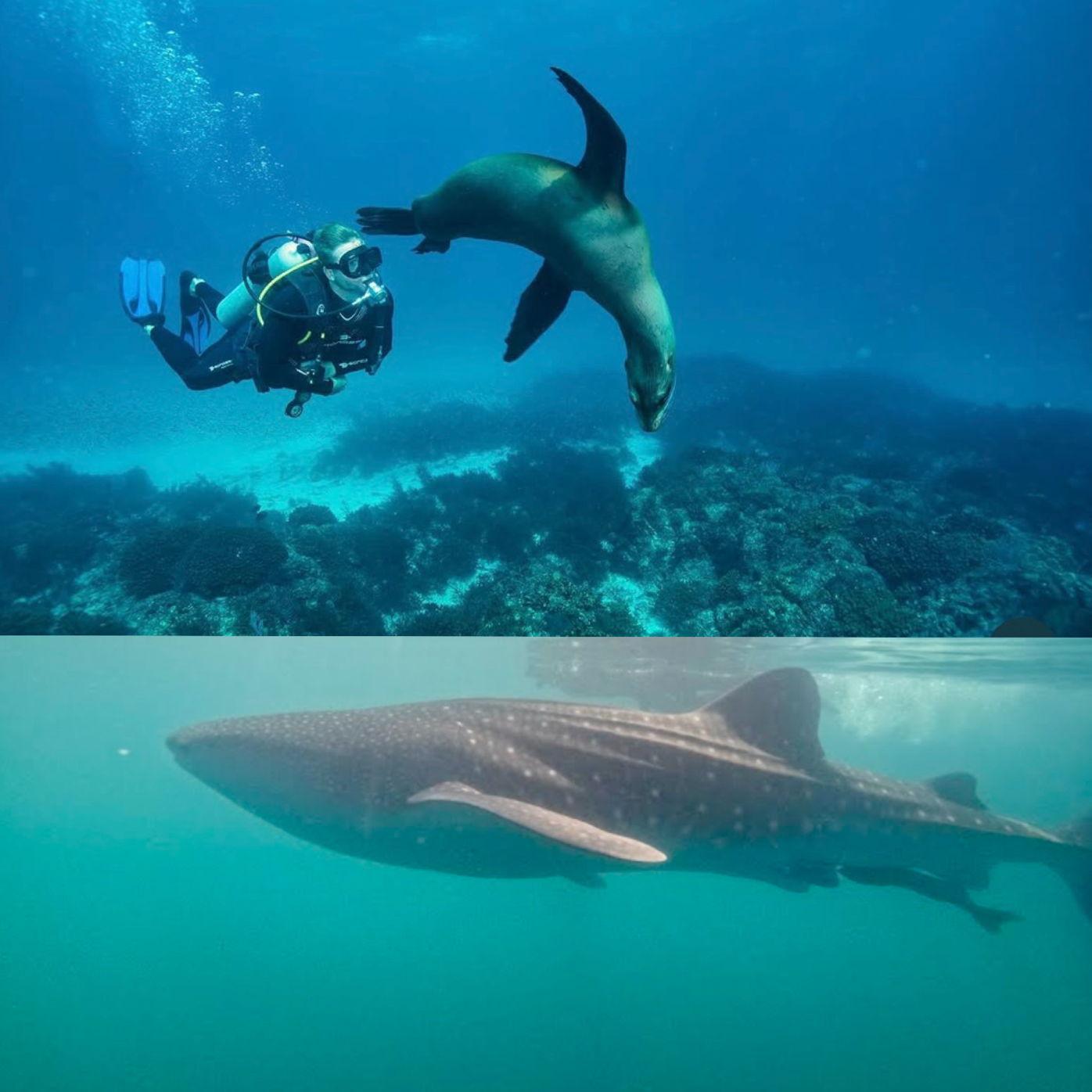 Swimming with sea lions & whale sharks in our fav place - La Paz, Mexico!