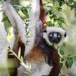 Duke Lemur Center