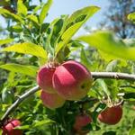 Grandad's Apples