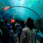 Georgia Aquarium