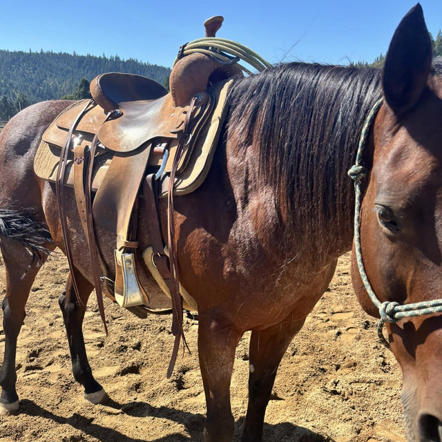 Future Horse Fund🤠
