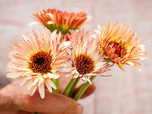 Strawberry Blonde Calendula