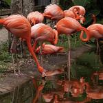 Flamingo Gardens