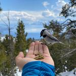 Chickadee Ridge