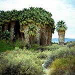 Thousand Palms Oasis Preserve