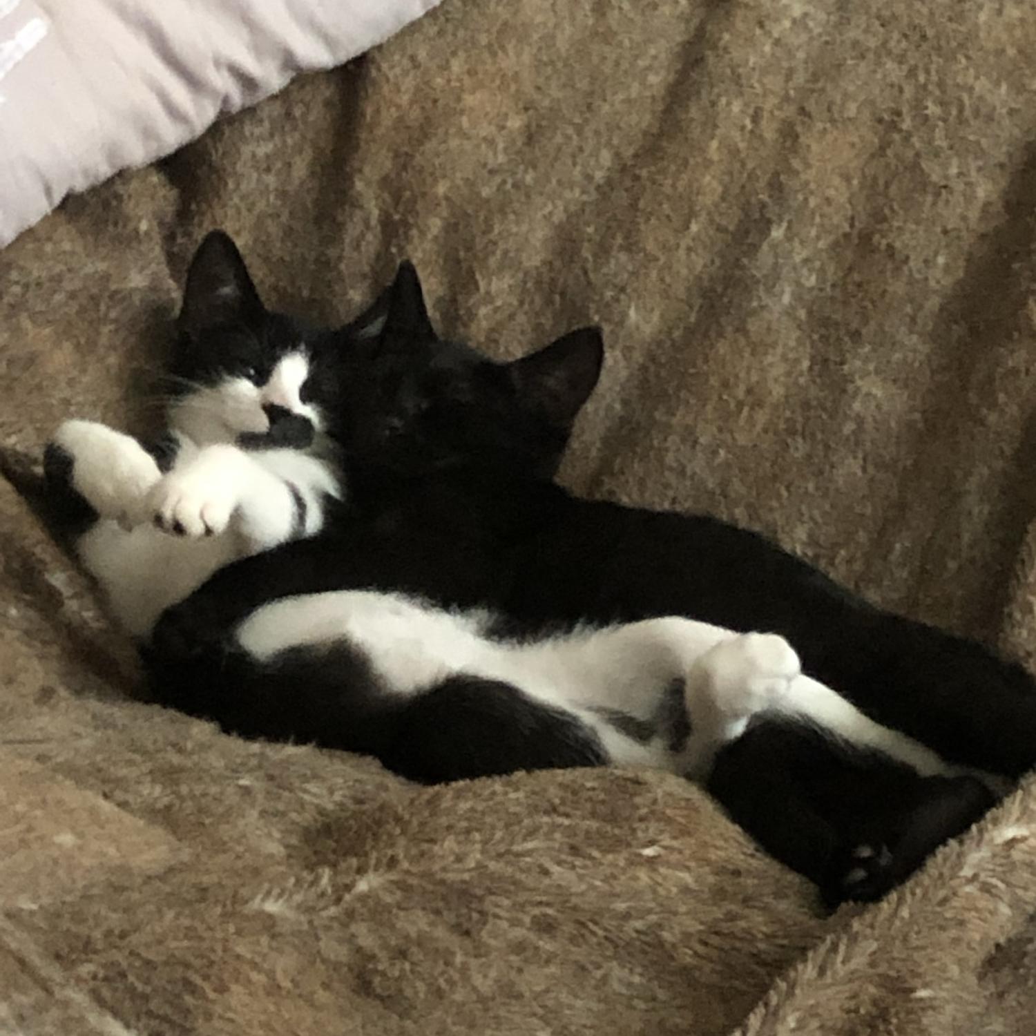 Again: our cats because we are obsessed with them ❤️