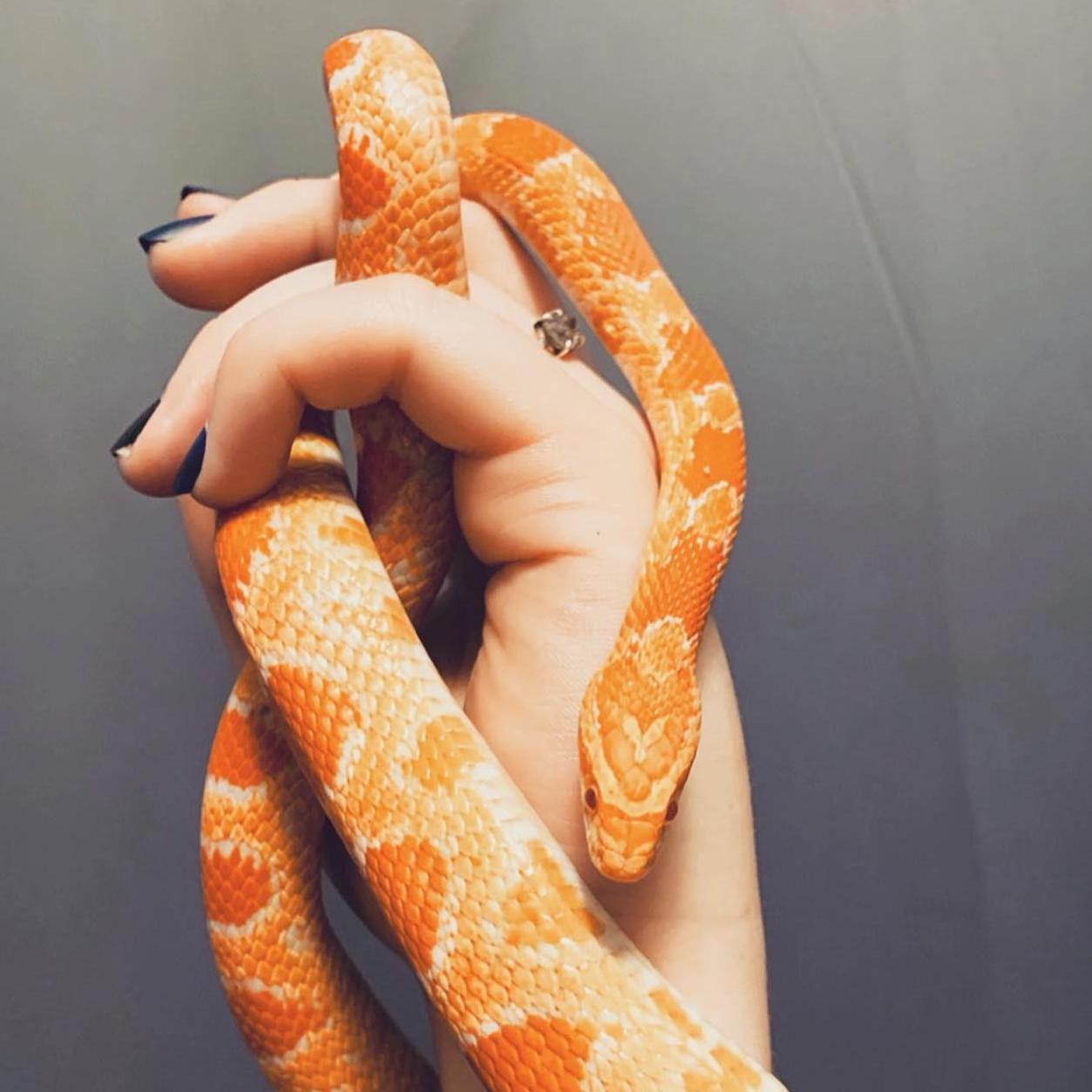 Our pet snake, Candy