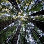 Hiking in the Redwoods