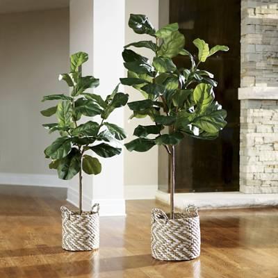 Fiddle Leaf Fig Tree